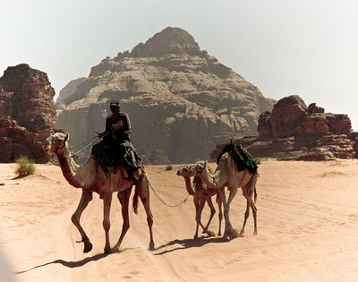 Wadi Rum
popularny środek transportu na pustyni Wadi Rum w Jordanii
Keywords: Wadi Rum Jordania beduini wielbłąd pustynia